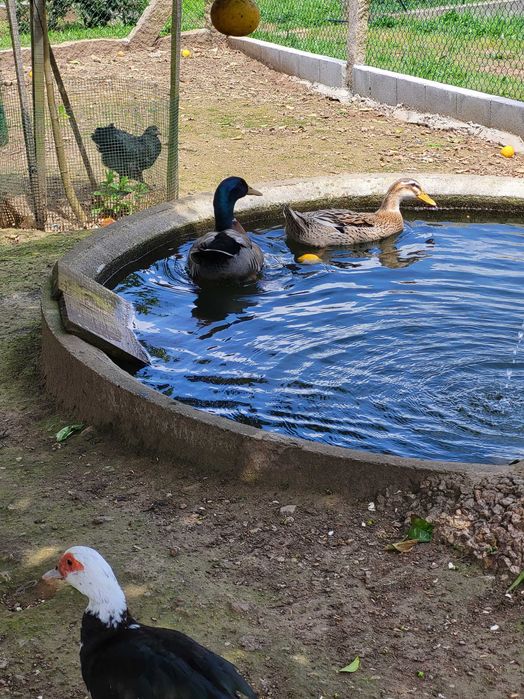 Aves de Rasa Pura Galinhas, Galos, Perus, Patos, Garnisés