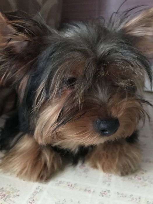 Сука йоркширського тер‘єра