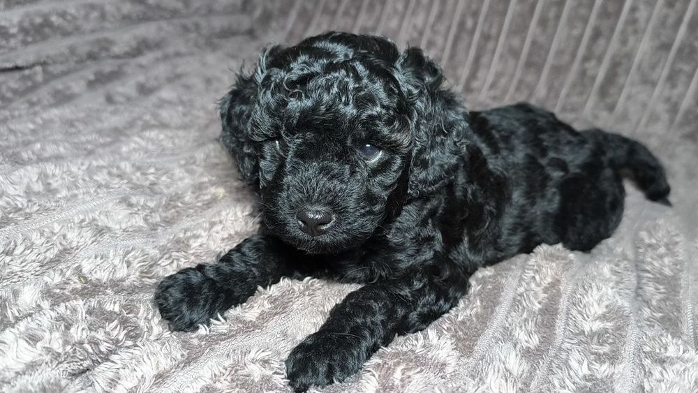 Маленький мальчик