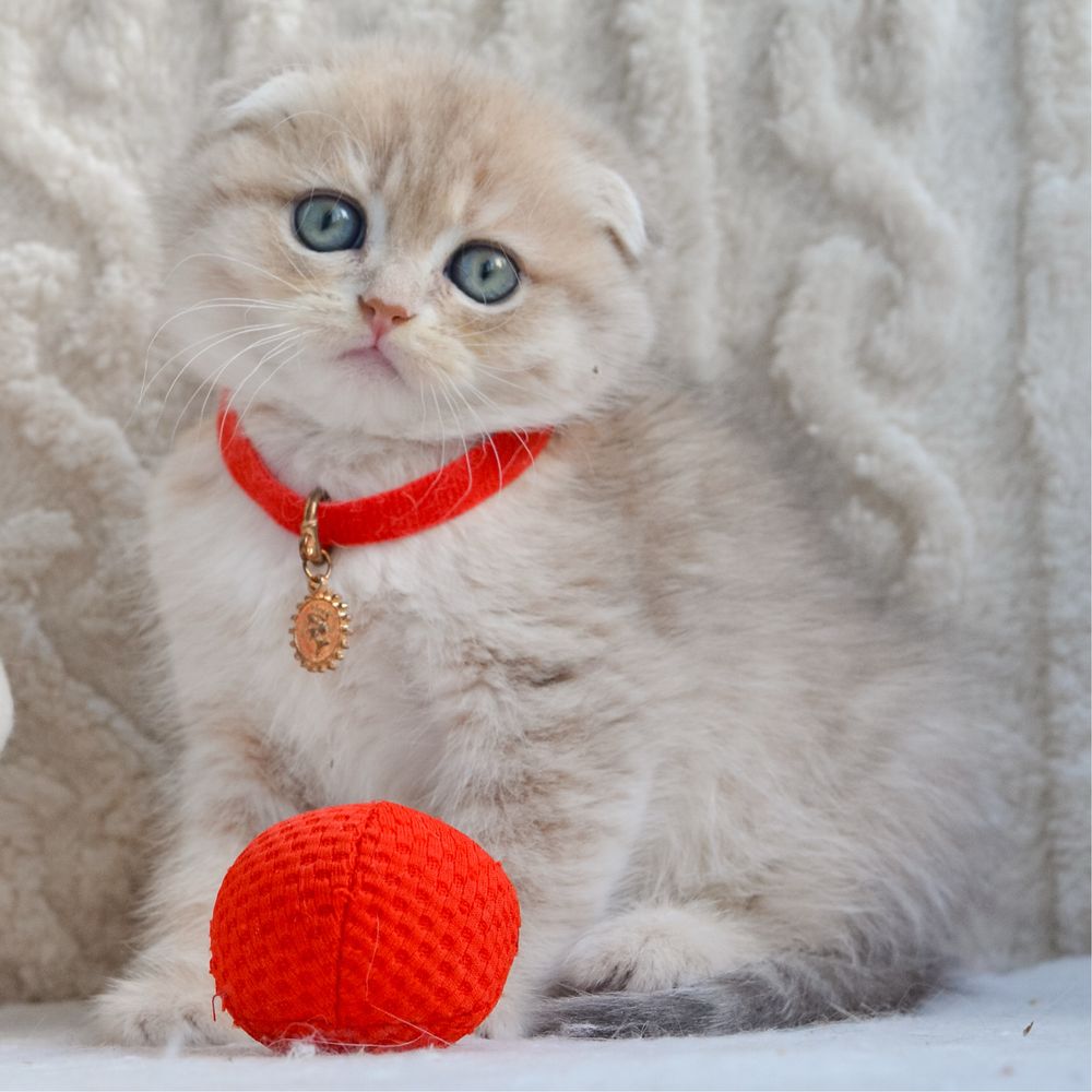 Класнючий висловухий малюк