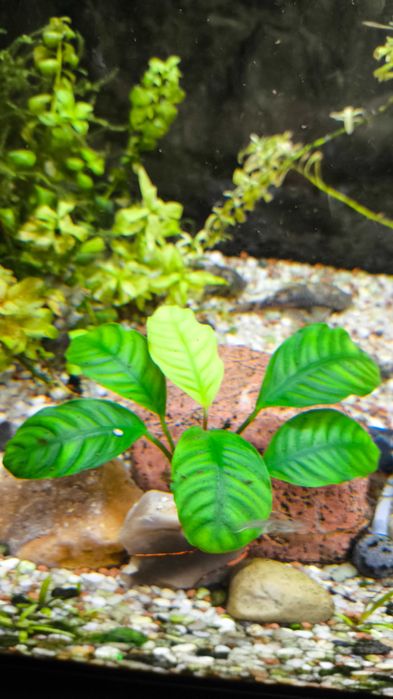 rośliny ANUBIAS akwarium