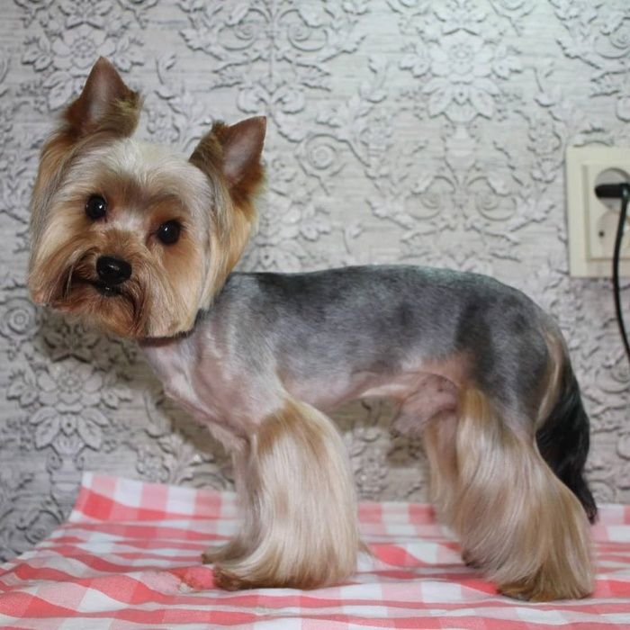 Стрижка  Йорків Грумінг Йорків та інших собачок до 4 кгДоступні ціни!