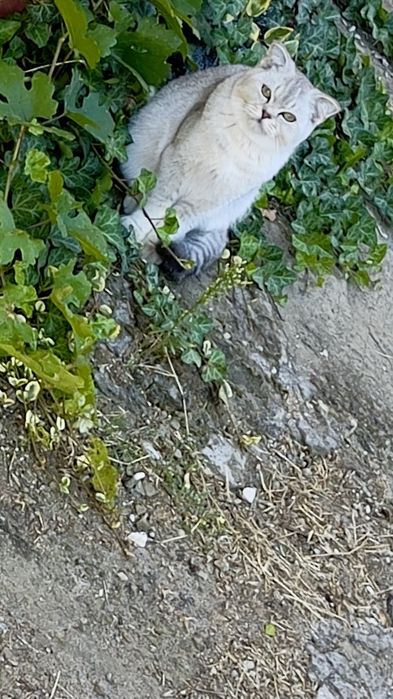 Отдам даром мальчиков!