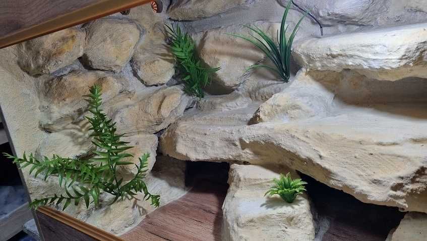 Terrarium  gotowe  dla agamy , gekona ,jaszczurki 100x50x50