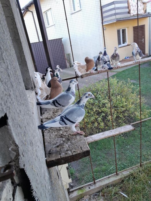 Sprzedam gołębie staropolskie