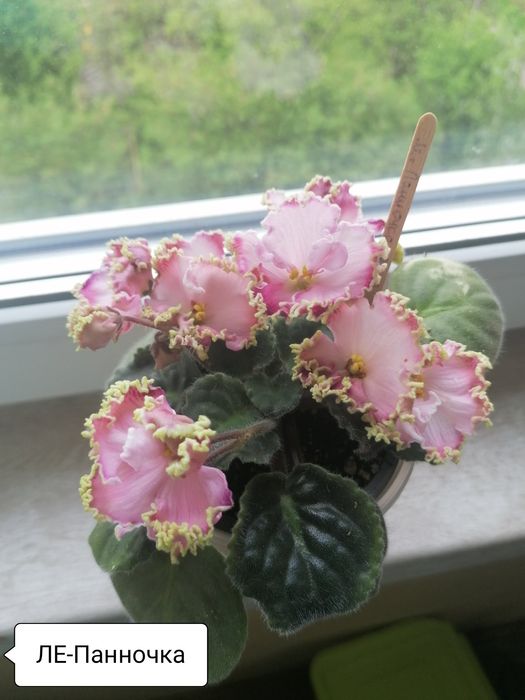 Фіалочки листочки