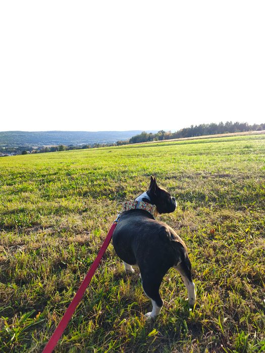 Buldog francuski - zapowiedź miotu
