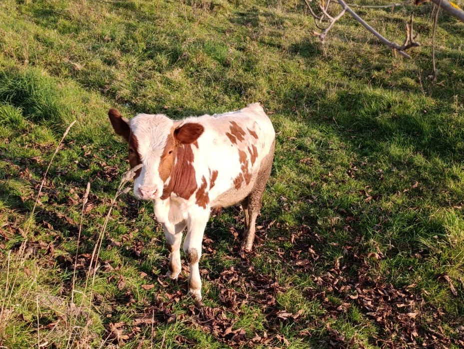 Бичок телятко теля