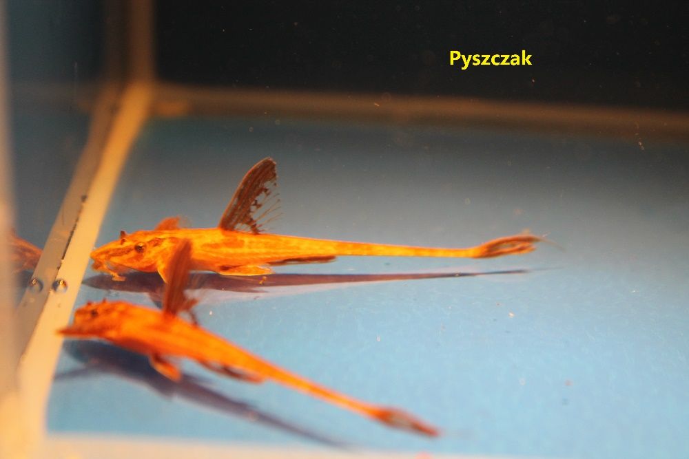 Loricaria Red