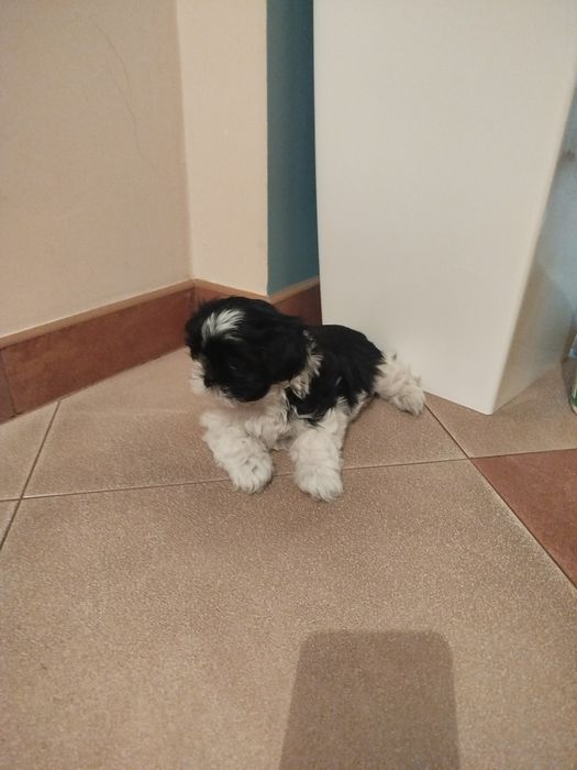 Śliczna suczka shih tzu