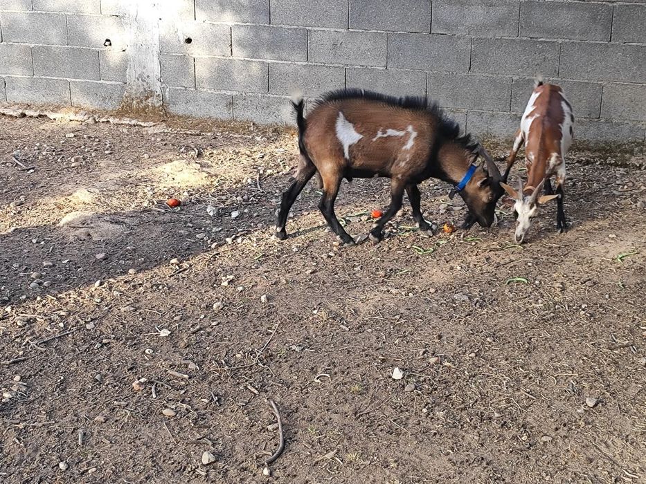 Bode anão com cerca de 2 anos