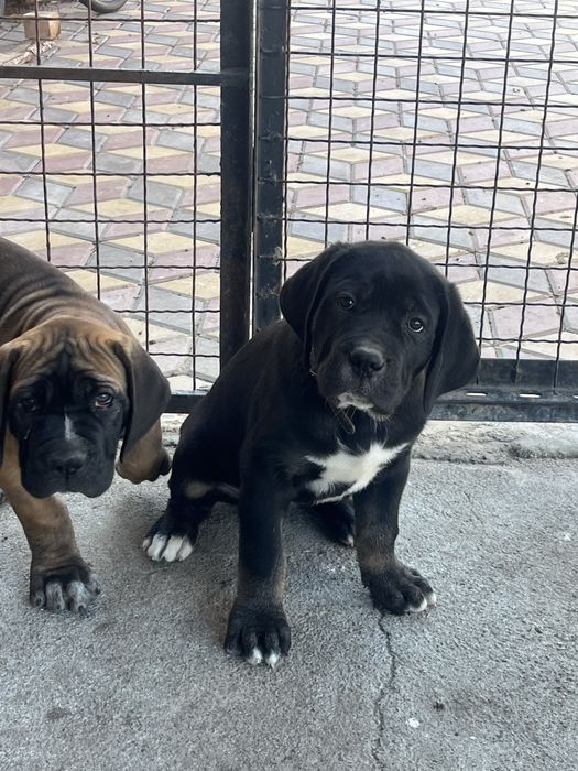 Цуценята cane corso