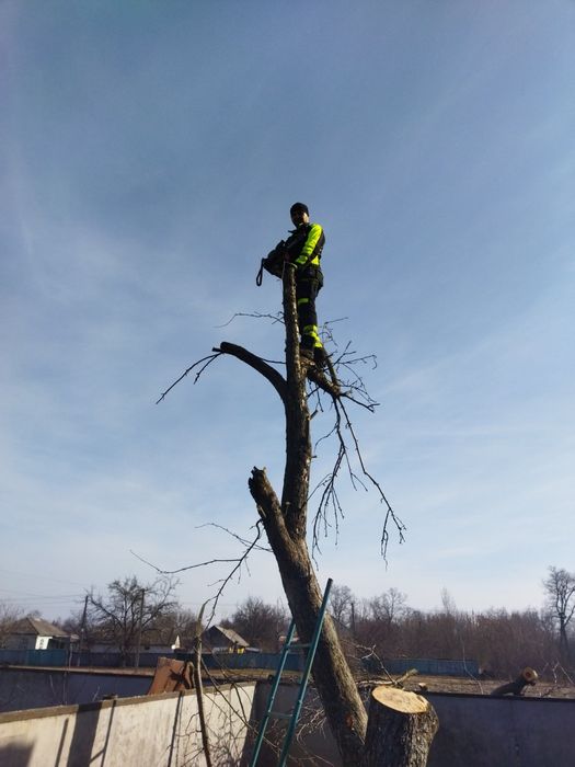 Видалення аварійних дерев, розпил дров, розчищення території