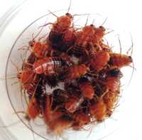 Туркменский таракан, стриж сверчку рыжий таракашка,кормовые насекомые