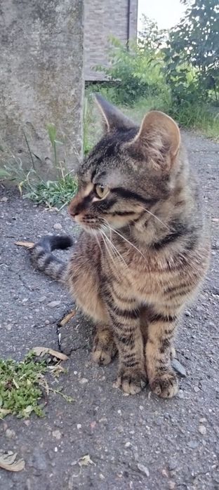 Термінове прилаштування!