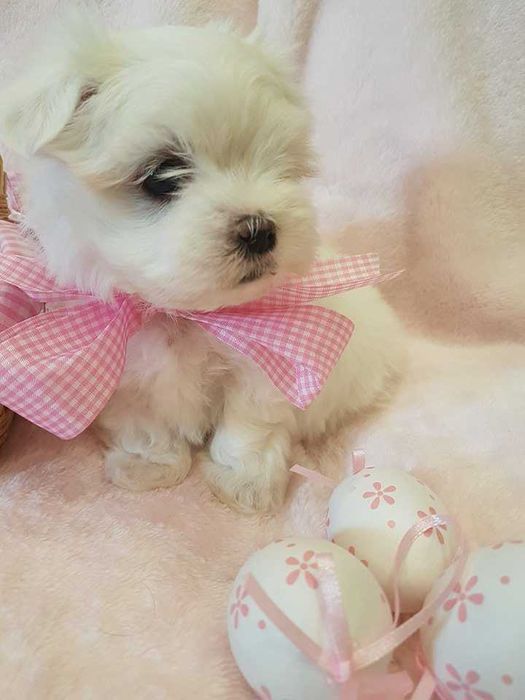 Mini Maltańczyk Piesek, rodowód, chip . Czysto biały.