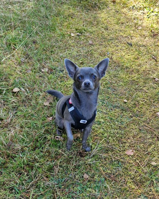 Piesek Chihuahua Niebieski
