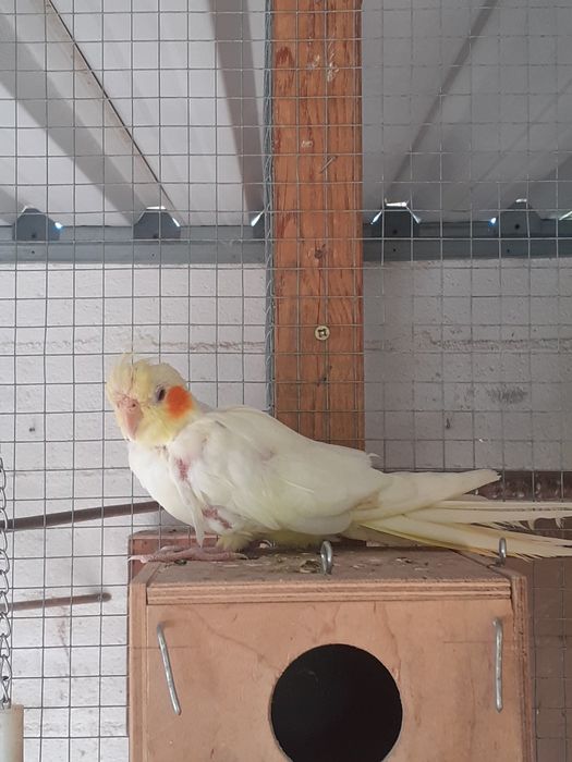 Caturra com 2 meses