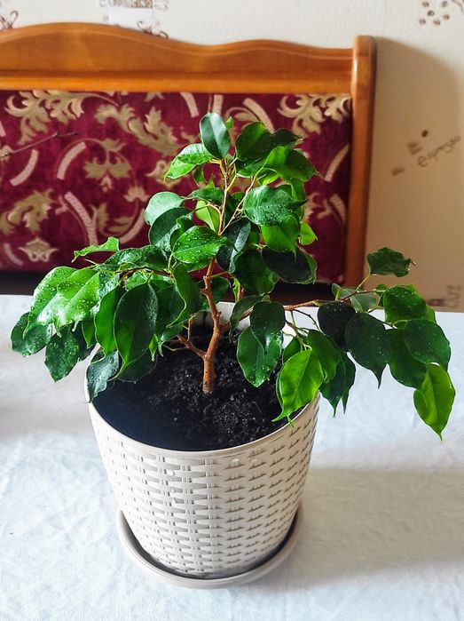 Фікус Голден Монік Наомі