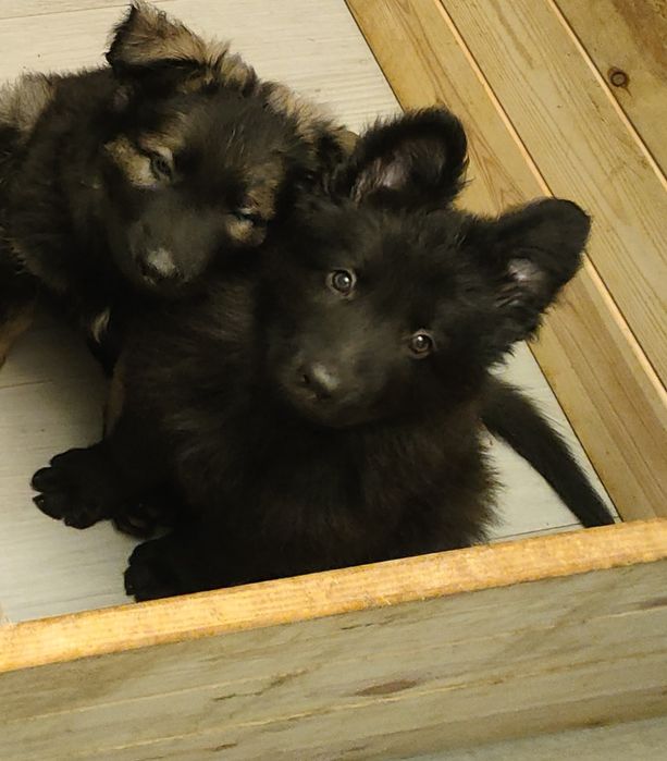 Owczarek Niemiecki Staroniemiecki samiec Fantasyo