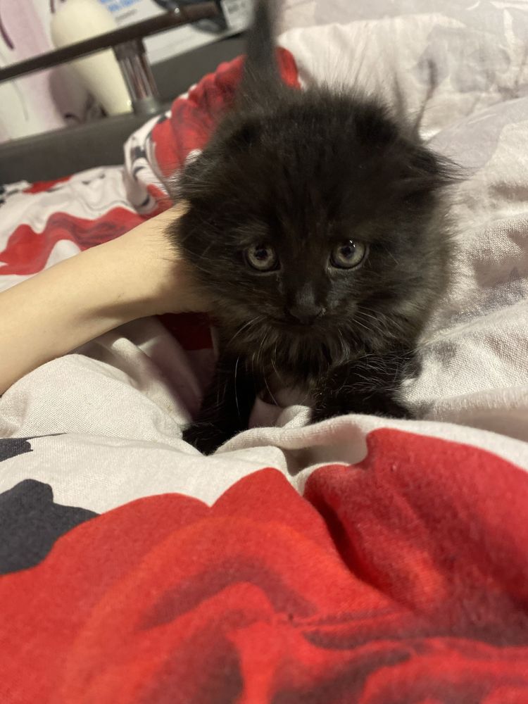 котята бесплатно срочно