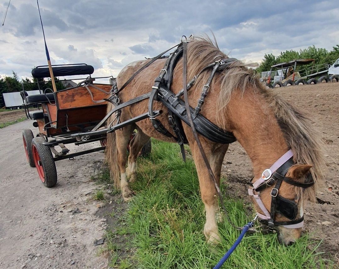 Sprzedam kucyki Appaloosa