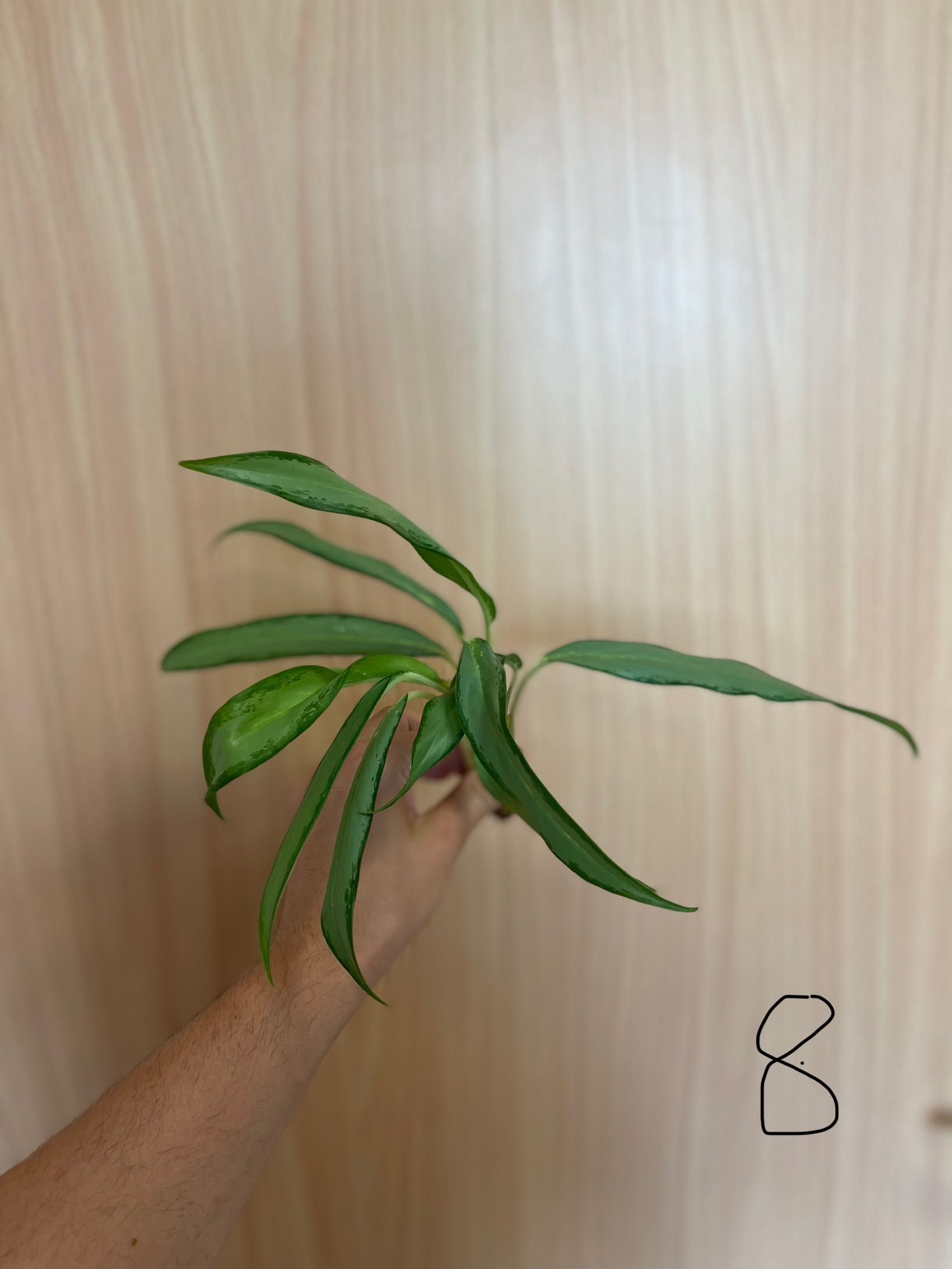 Aglaonema white lance