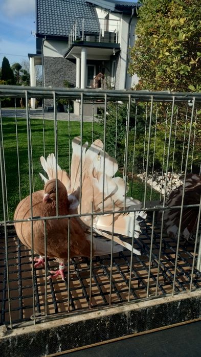 Pawiki gołębie ozdobne