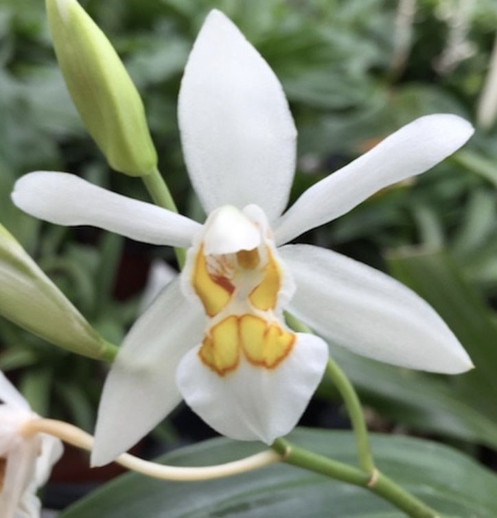 Coelogyne punktulata storczyk orchidea