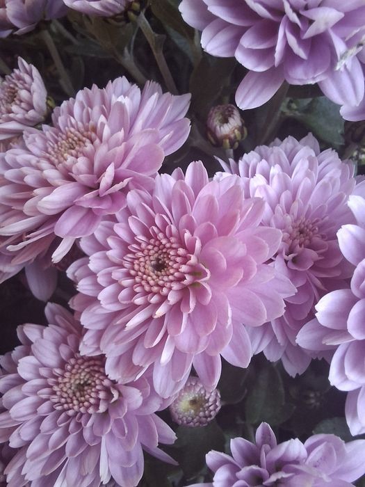 Chryzantemy na święto zmarłych