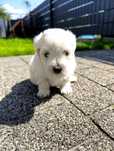 Maltipoo piękna śnieżnobiała suczka