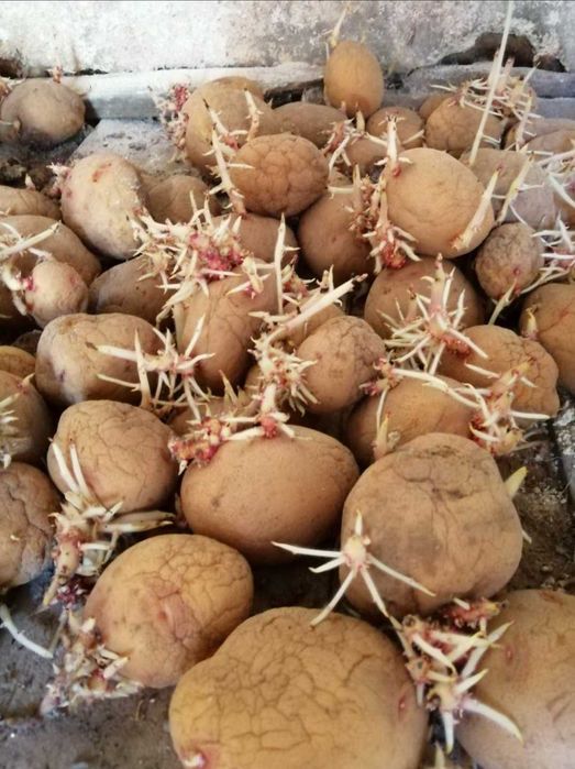 Batata Agria para restauração ou casa