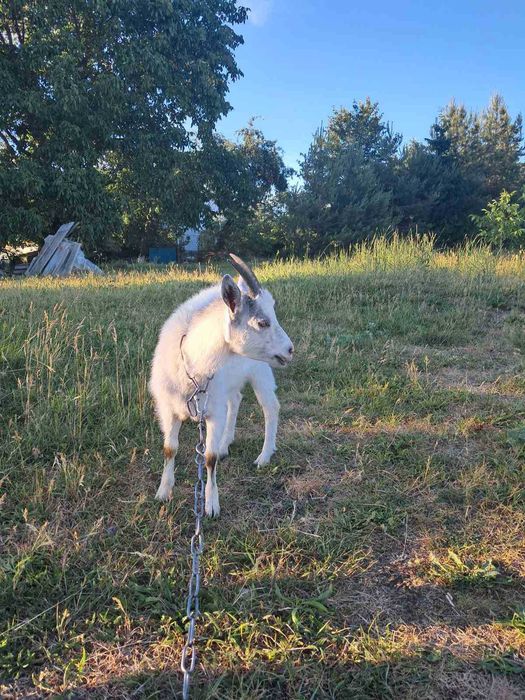 Коза, коза 1 рік