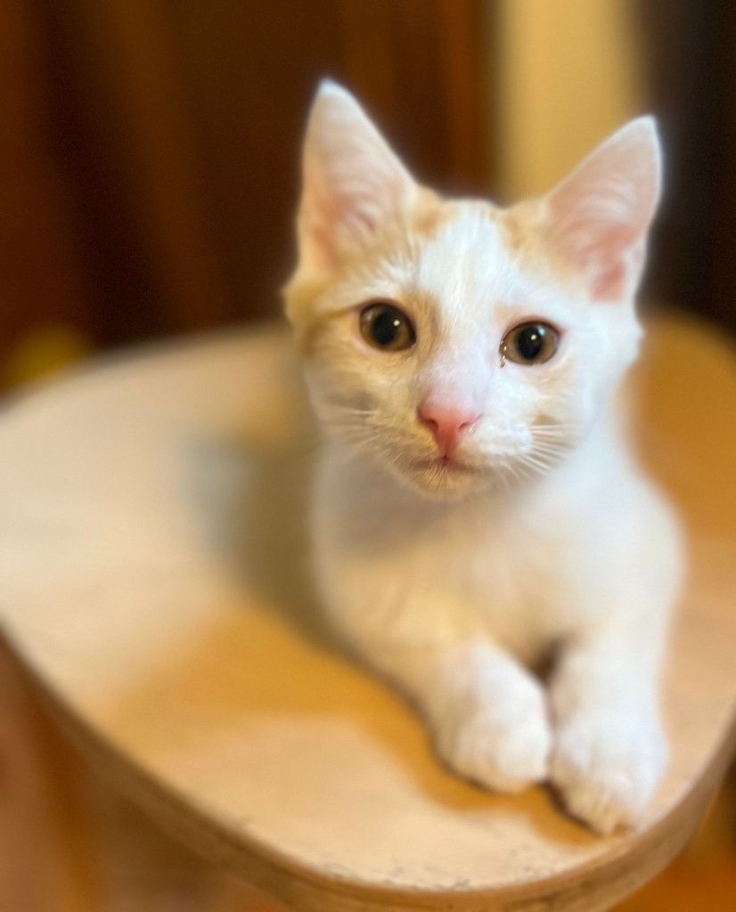 Tadzik poleca się do adopcji:)