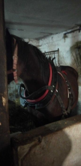 Klacz Śląska Ksiega Główna