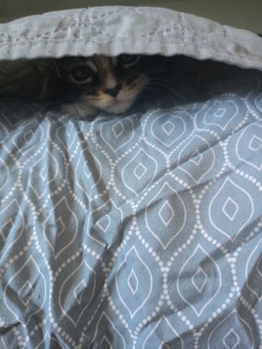 REZERWACJA Kotka Maine Coon Rodowód FPL