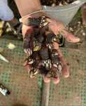 Percebes frescos