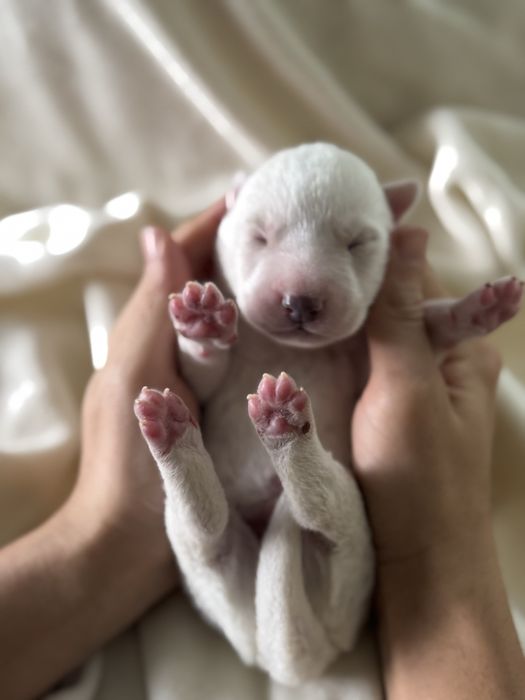 Husky siberiano clop