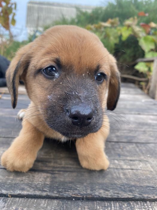 Віддам цуценят їдять все, грайливі