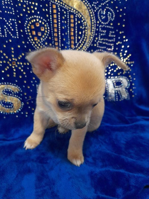 Маленьке щастячко шукає відповідальних батьків