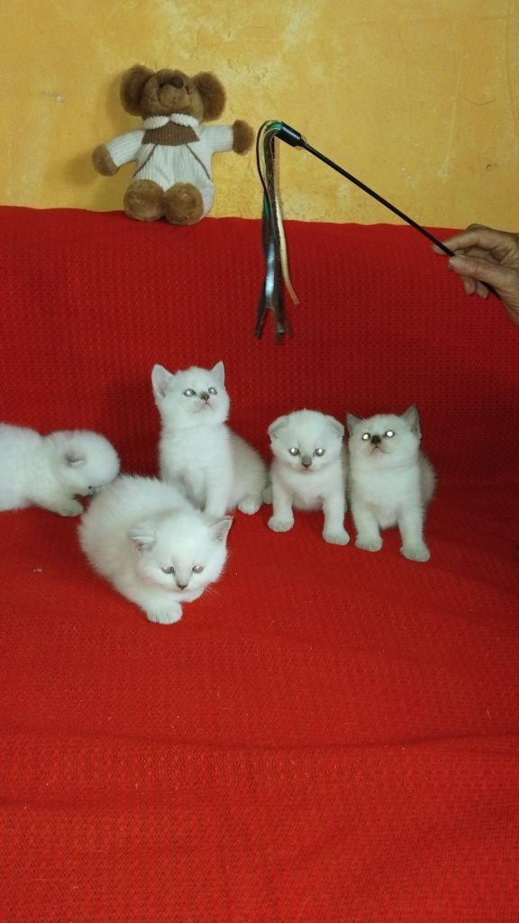 Кошки вислоухие и прямоухие