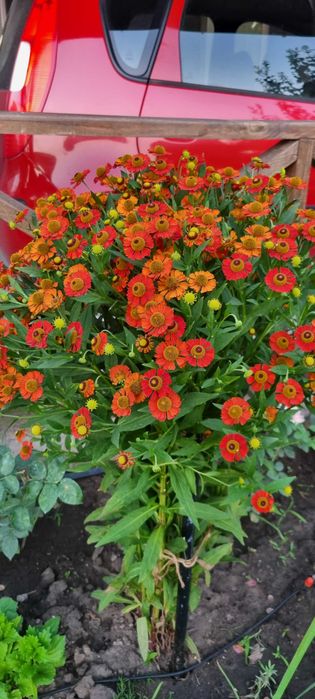 Саженцы цветов астильба ромашка колокольчик флокс