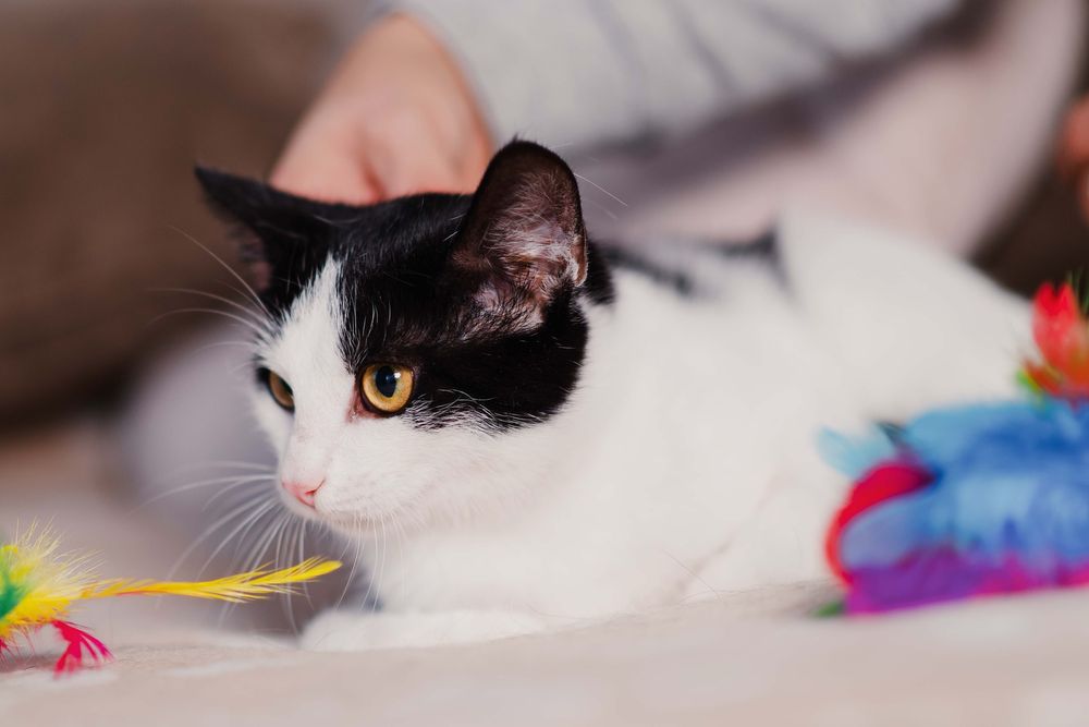 4 miesięczny Jaś i Staś szukają domu razem lub osobno!