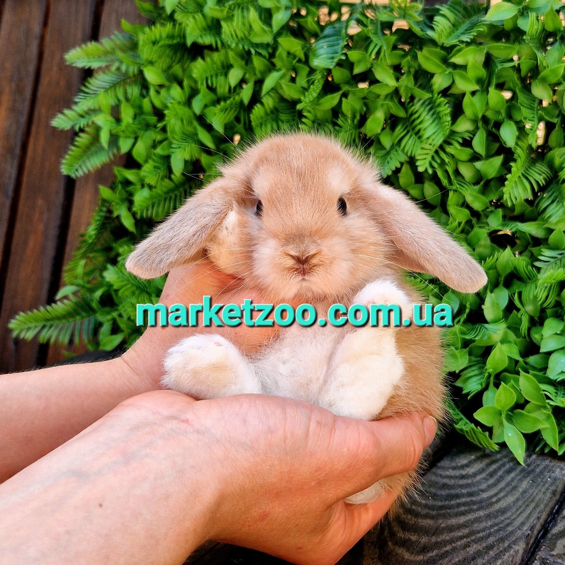 Карликовые мини мiнi mini lop holland кролики крольчата