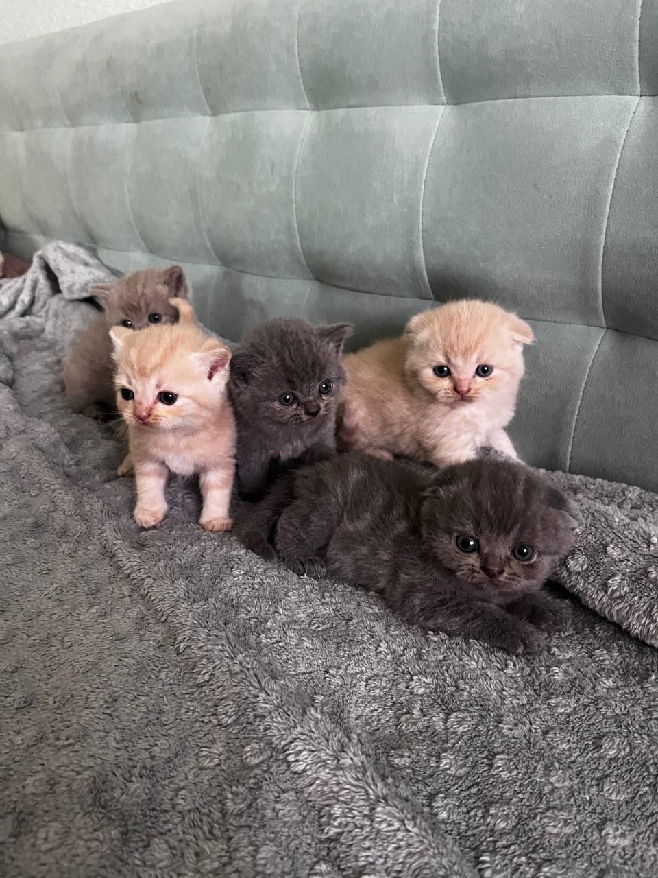 Шотландські висловухі кошенята