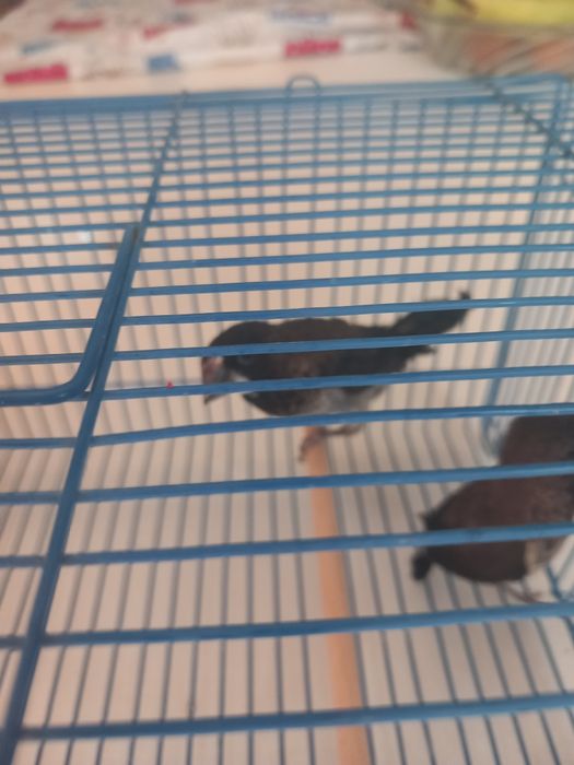 Bengalins. Novos deste ano