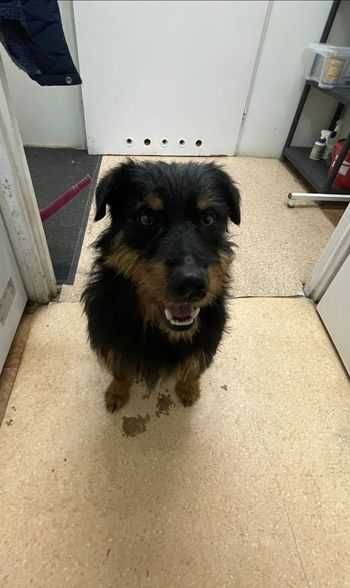 Znaleziono Psa - Dretyń/Miastko