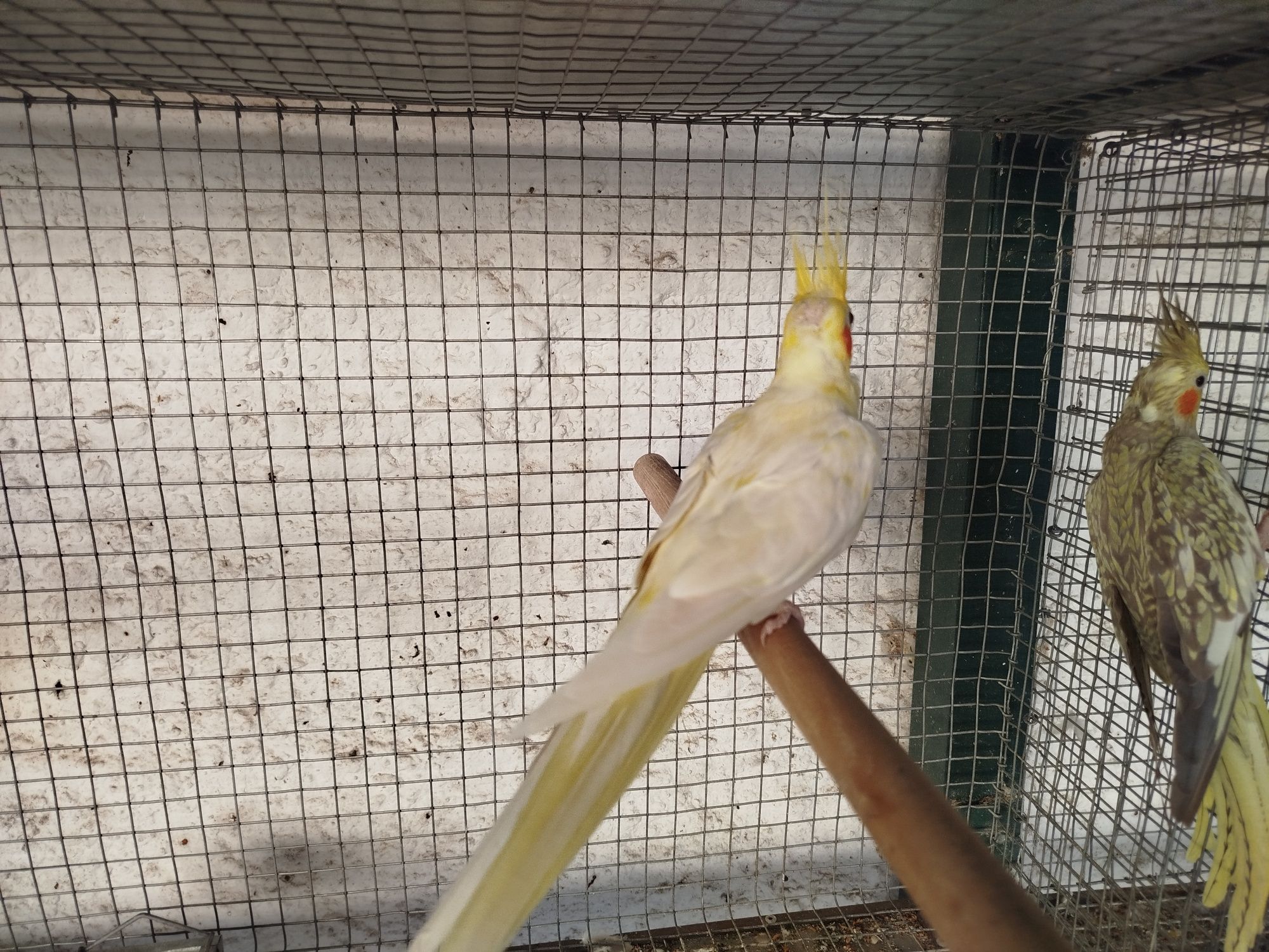 Casal caturras (não vendo separado)