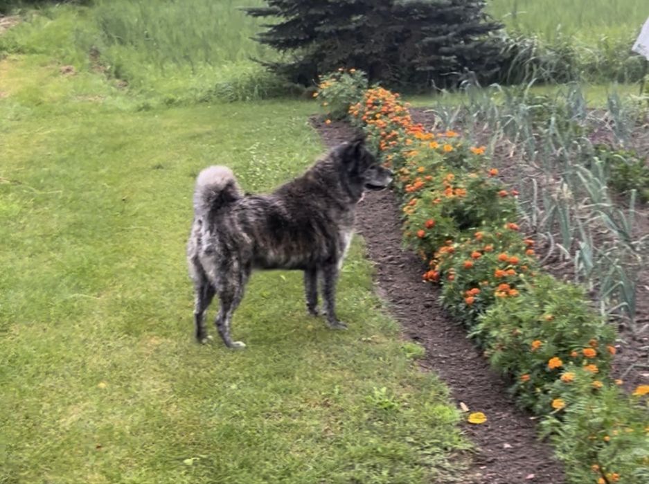 Akita szuka domu, do adopcji