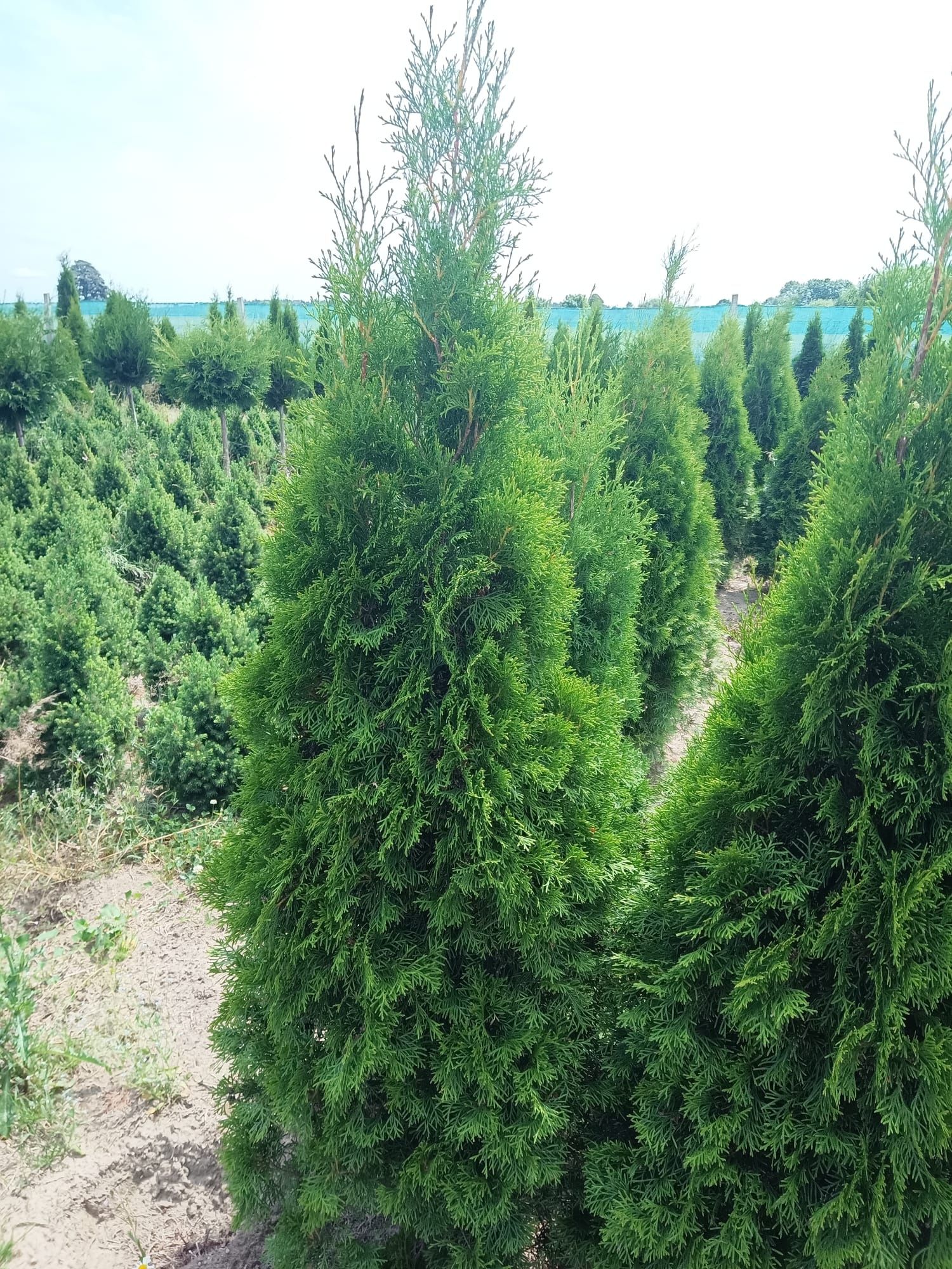 Tuja tuje thuja szmaragd brabant